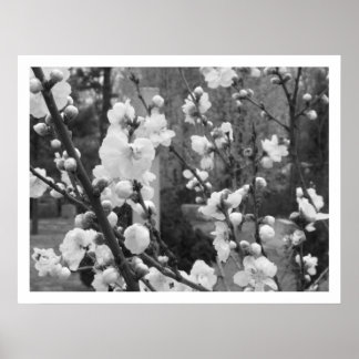 Póster floração de madeira