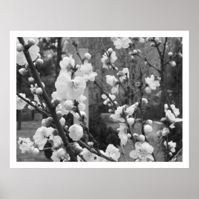 Póster floração de madeira (Frente)