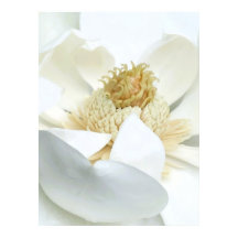 Floração de Magnólia