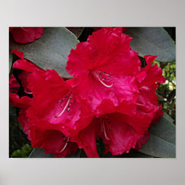 Poster Floração de Rododendro Rosa Intenso Fotográfico