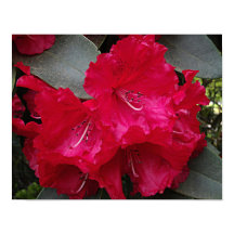Floração de Rododendro Rosa Intenso Fotográfico