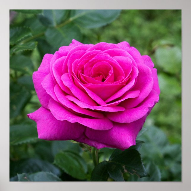 Poster Floração de Verão (Frente)