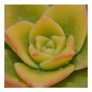 Póster Floração Esmeralda: Joia Líquida da Natureza