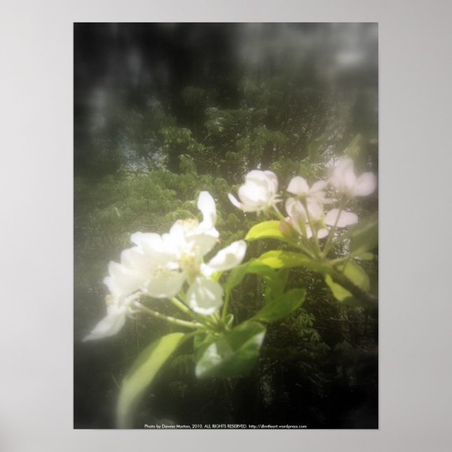 Póster floradas de maçã nº 2, preto e branco focais (Frente)
