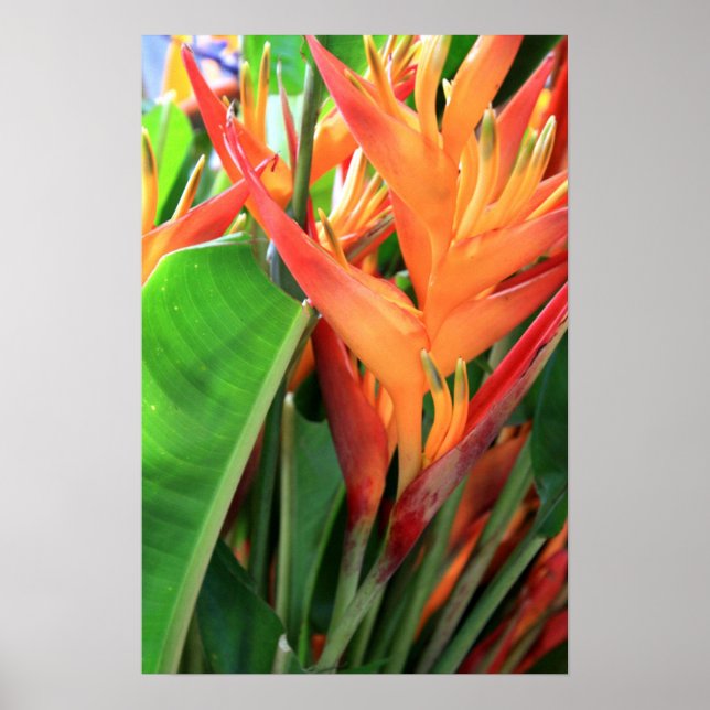 Póster Florais de Heliconia Tropical Brilhantes (Frente)
