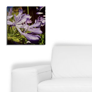 Póster Floral Agapanthus Violet Blossom