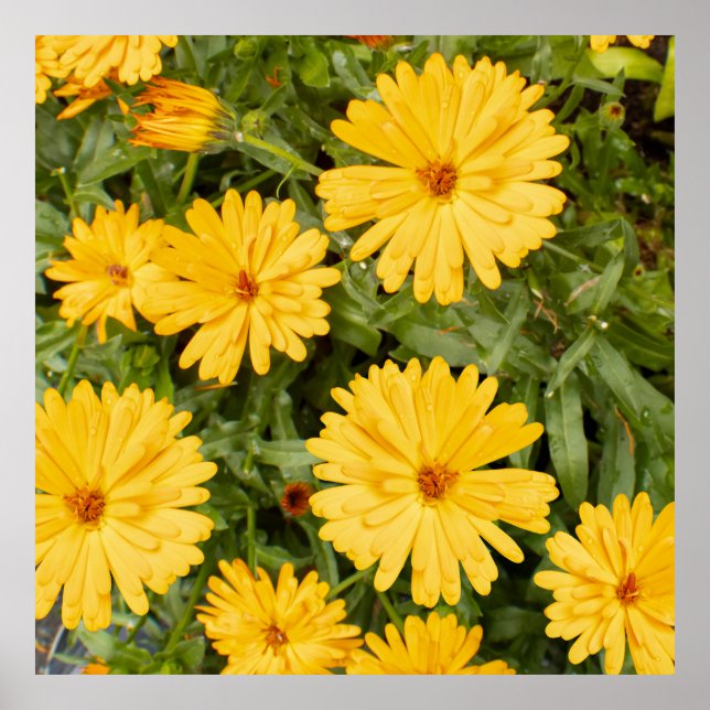Poster Floral Amarela (Frente)