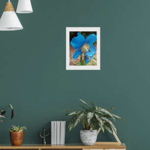 Poster Floral Azul de Himalaia