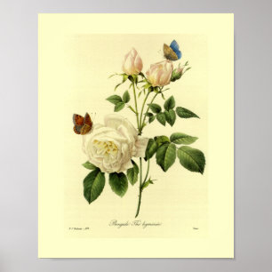Póster Floral botânico do rosa de Bengal