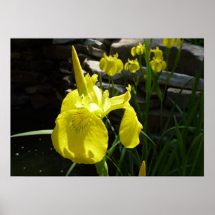 Póster Floral Brilhante Amarelo