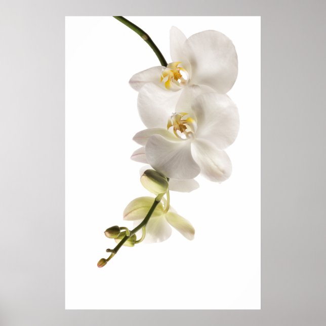 Póster Floral de Flor Orquídea Branca de Dendrobium (Frente)