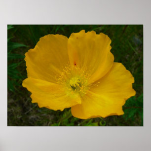 Póster Floral de flor silvestre Amarelo do Alasca