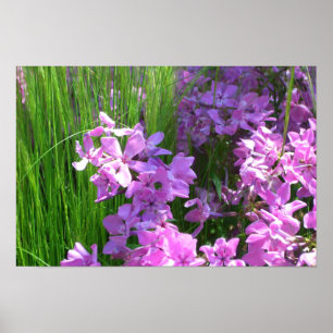 Póster Floral de Verão de Flox e Grama Rosa