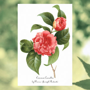 Poster Floral de Vintage, Flores de Camela Rosa, por Redo