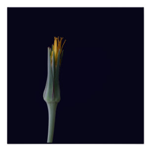 Póster Floral Hidden Beauty