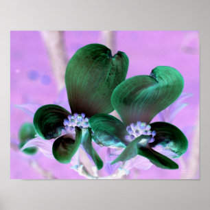 Póster Floral Iluminado Dogwood Blossoms