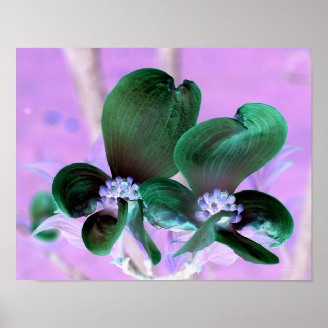Póster Floral Iluminado Dogwood Blossoms (Frente)