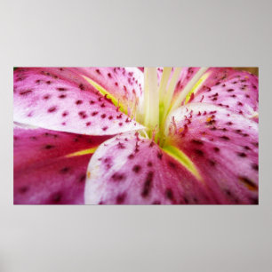 Poster Floral magenta brilhante do lírio do Stargazer