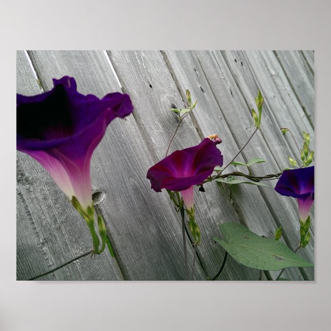Poster Floral (Matte) (Frente)