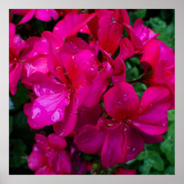 Poster Floral Molhada