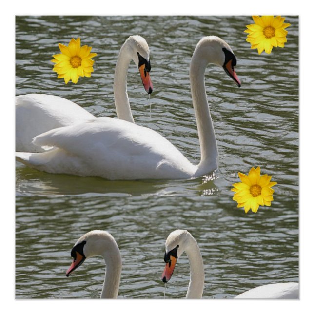 Póster Floral Poster Swan (Frente)