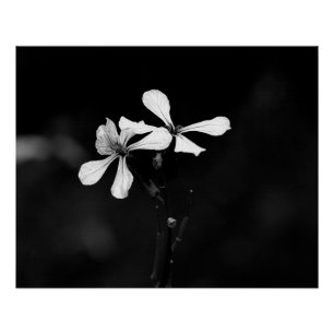 Póster floral preto e branco minimalista