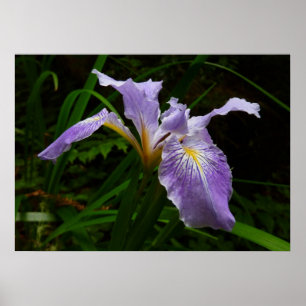 Poster Floral Púrpura da Flor Iris Selvagem