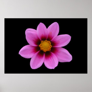Poster Floral Rosa