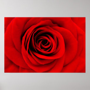 Poster Floral Rosa vermelha