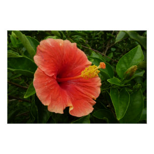 Póster Floral Tropical de Flor de Hibiscus Laranja