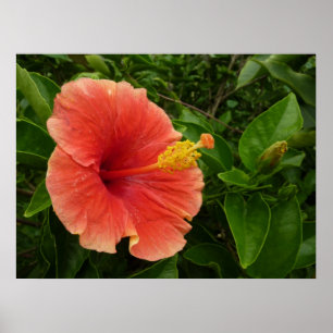 Póster Floral Tropical de Flor de Hibiscus Laranja