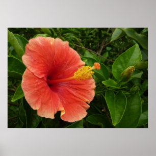 Póster Floral Tropical de Flor de Hibiscus Laranja