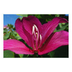 Póster Floral Tropical do Flor de Árvore Orquídea