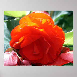 Poster Floralscape/JDA030408107