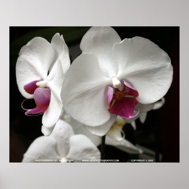 Poster Floralscape/JDA030408109 (Frente)