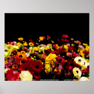 Póster Floralscape/JSKCA001