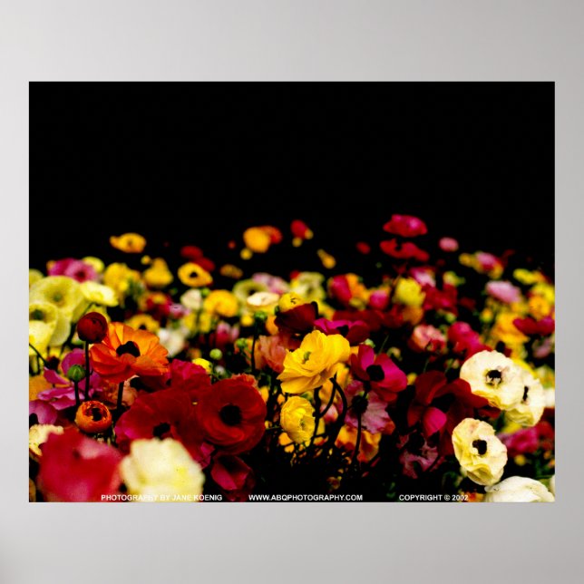 Póster Floralscape/JSKCA001 (Frente)