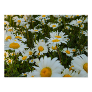 Póster Flores