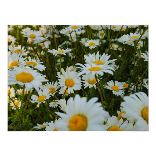 Póster Flores (Frente)