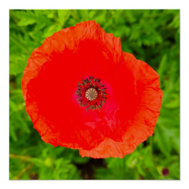 Póster Flores (Frente)