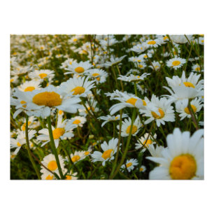 Póster Flores