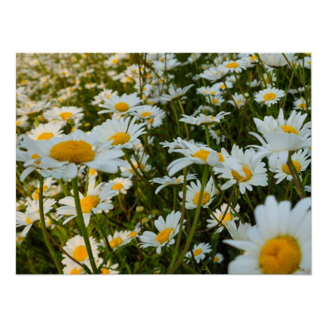 Póster Flores (Frente)