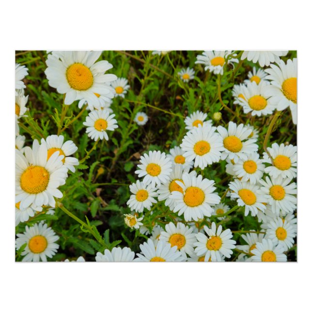 Póster Flores (Frente)