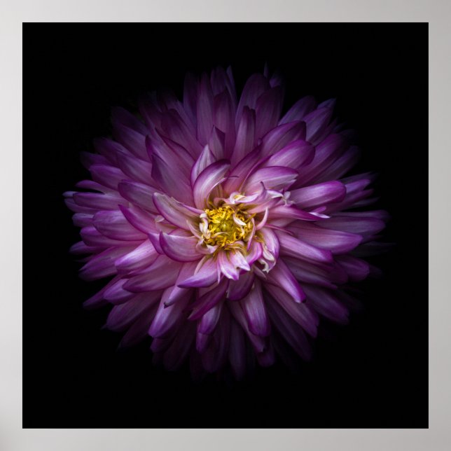 Póster Flores 20 (Frente)