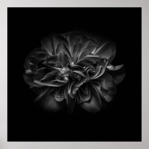 Poster Flores 67 BW