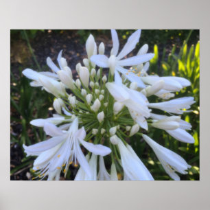 Poster Flores Agapanthus