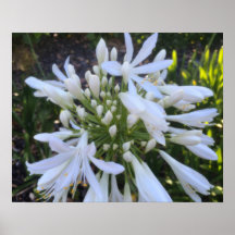 Flores Agapanthus brancas