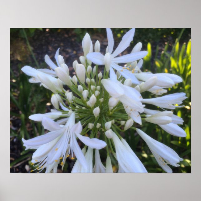 Poster Flores Agapanthus brancas (Frente)