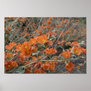Poster Flores alaranjadas de Globemallow do deserto na
