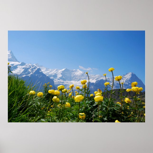 Poster Flores | Alpes suíços Eiger Monch (Frente)